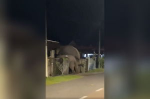 [VIDEO] Gajah ceroboh kawasan penduduk di Kluang, mana pihak berkuasa?