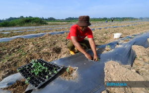 Bekas penagih dadah OKU raih RM7,000 semusim usahakan tanaman