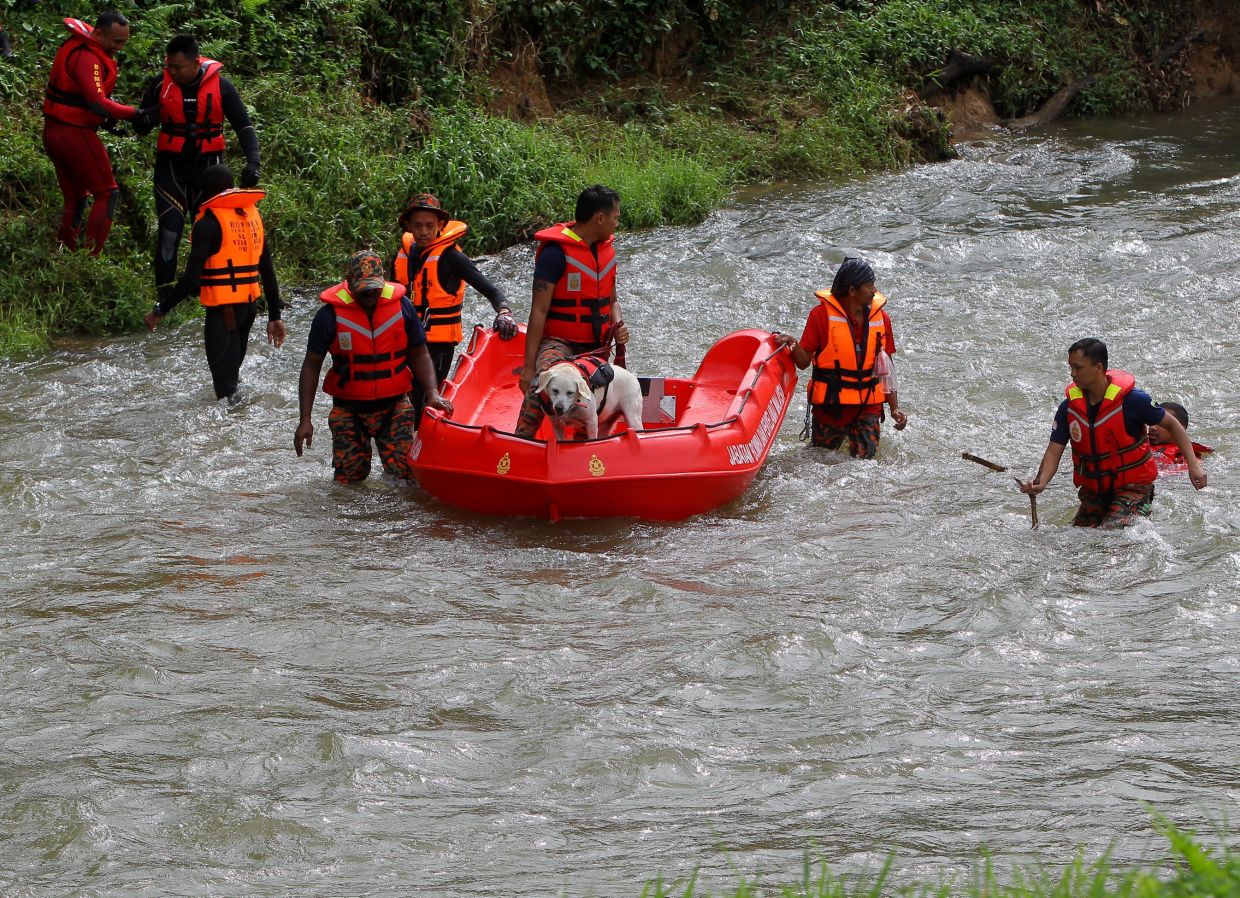 TANJUNG MALIM, 6 Jun --  Unit Anjing Pengesan (K9) Jabatan Bomba dan Penyelamat Malaysia (JBPM) bernama Lady jenis Labrador ketika misi mencari dan menyelamat (SAR) kanak-kanak berusia lapan tahun yang dilaporkan hilang di Sungai Bernam berdekatan Teratak River View Lubuk Hantu, Simpang Empat, Sabtu lepas, hari ini.Hasil pencarian pasukan penyelamat dengan menumpukan teknik carian di permukaan air, mayat kanak-kanak itu ditemui kira-kira 7.3 kilometer dari lokasi kejadian. --fotoBERNAMA (2023) HAK CIPTA TERPELIHARA