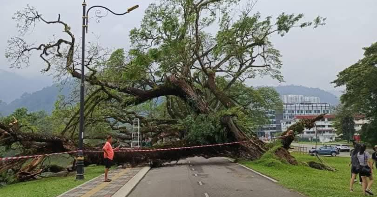 VIDEO Pokok Ikonik Berusia 140 Di Taiping Akhirnya Tumbang Akibat VIDEO Pokok Ikonik Berusia 140 Di Taiping Akhirnya Tumbang Akibat