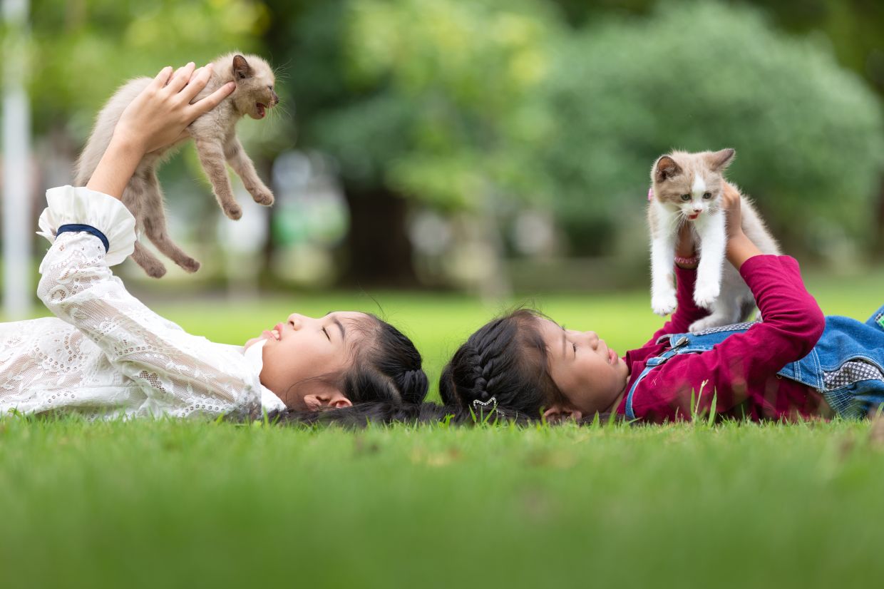 Asian young girl holdingkittens in the parkHappy child in nature during the summer. Cats and family. Friendship and childhood memory.