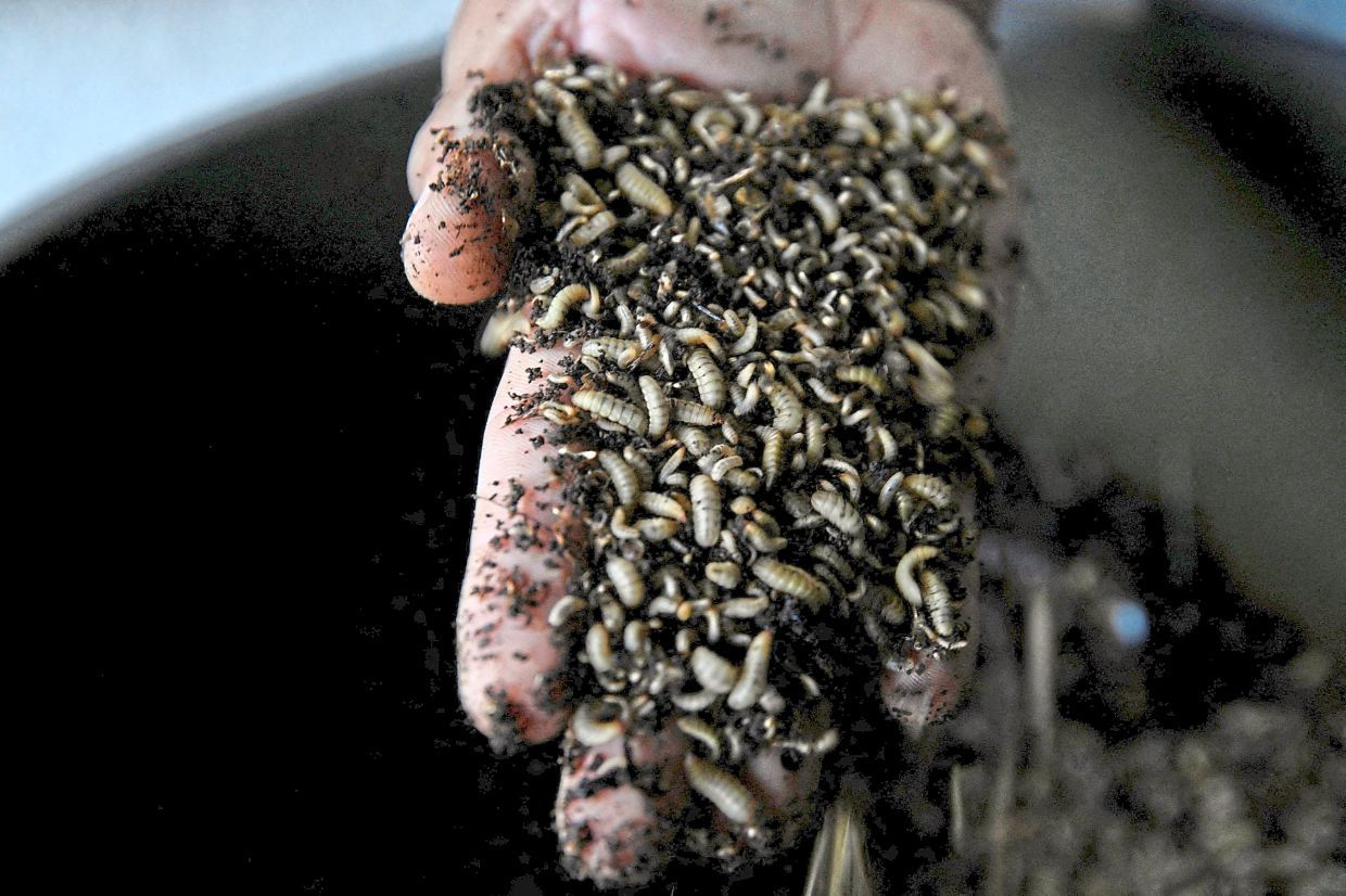 Yodermis Diaz shows the larvae of black soldier flies in his farm's workshop on the outskirts of Havana, Cuba July 8, 2025. REUTERS/Norlys Perez