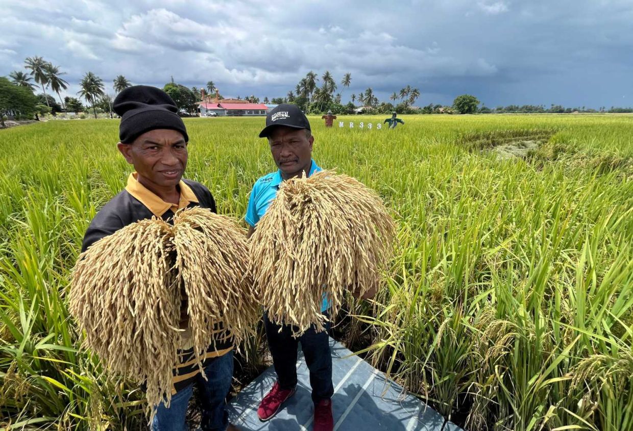 Padi farmers Muhamad Rafirdaus Abu Bakar (left) ,49, and Mohd Nazri Murad, 54,holds the new variety of padi MR 333. (August 25, 2025) —ZHAFARAN NASIB/The Star