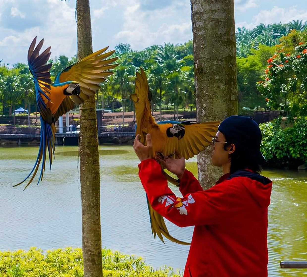 Baker Abd Raziq Abd Rahman, 27, training his macaw parrot.