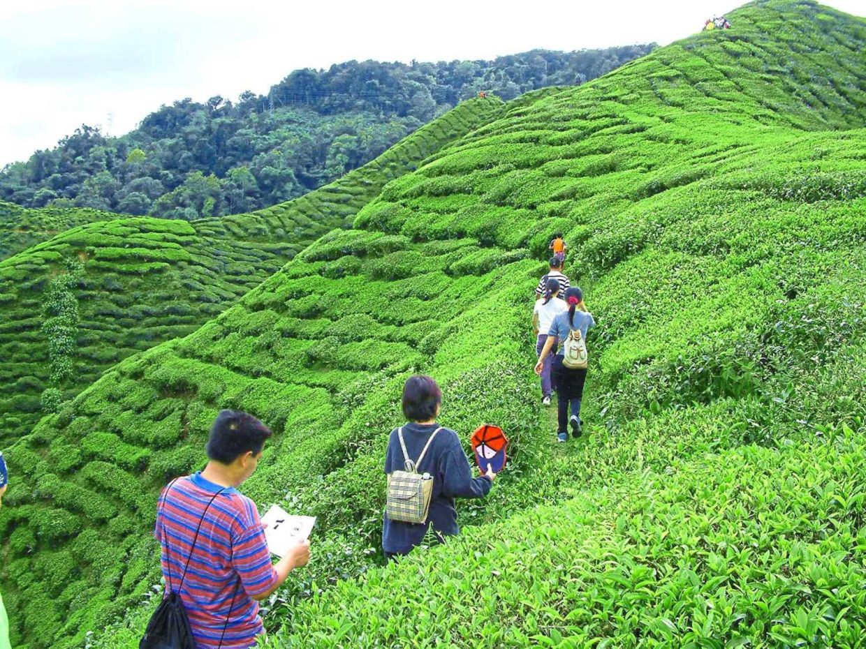 Bharat tea plantation in Cameron Highlands is a unique attraction for visitors.— The Star