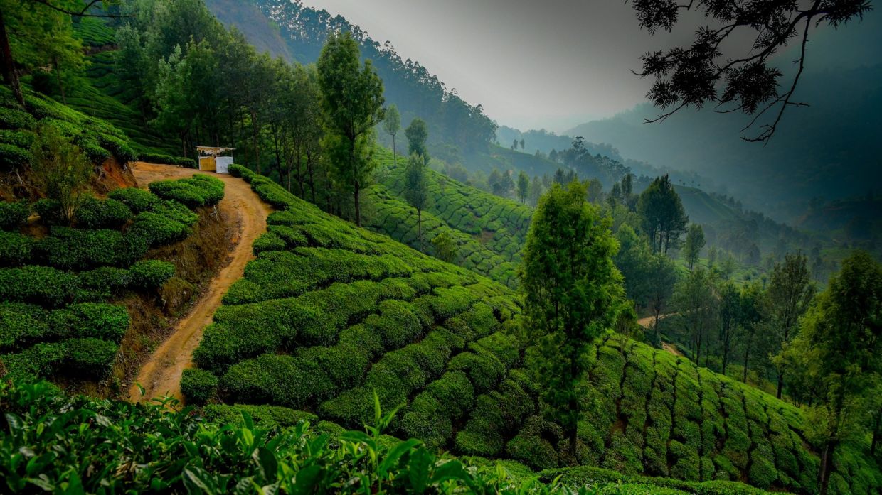 this is a tea garden in munnar hills station