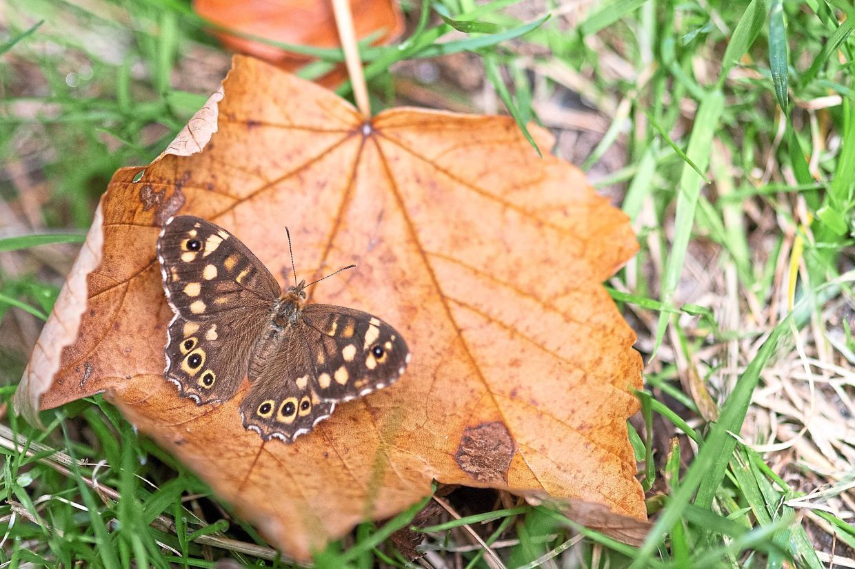 This photograph shows a Speckled wood butterfly, a flying insect, on a fallen leaf at the Parc Floral in eastern Paris on July 29, 2025. (Photo by Martin LELIEVRE / AFP)