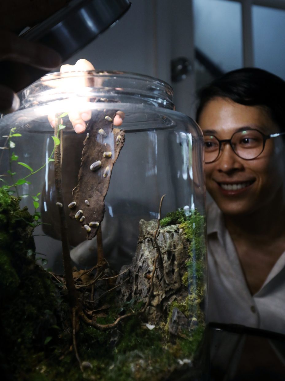 photos of Miss Aida May who has a collection of isobugs and terrariums. Lifestyle cover story on isopds.— AZLINA ABDULLAH/The Star
