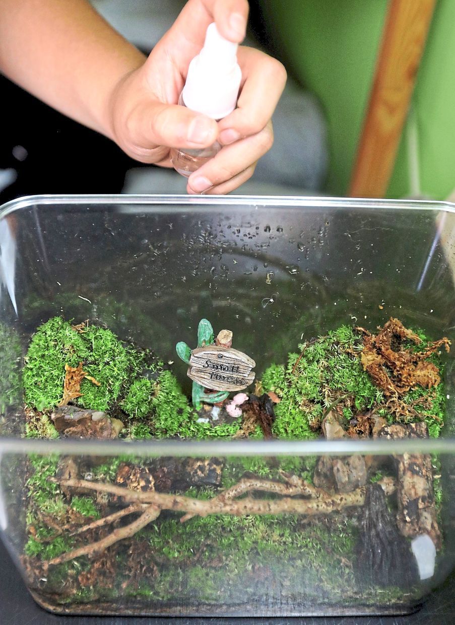 pixs of an elementary school student who keeps isopods in a terrarium.— AZLINA ABDULLAH/The Star