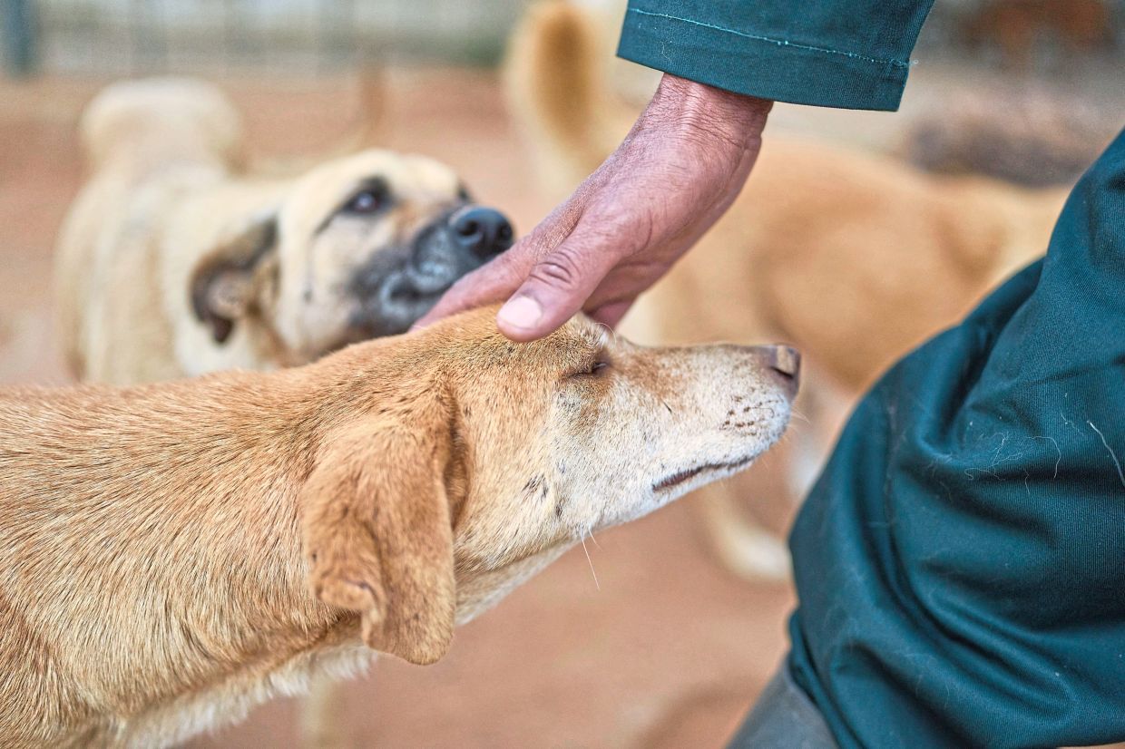 A worker pets a dog at a center for neutering and vaccinating strays dogs on the outskirts of Rabat, Morocco, Thursday, May 15, 2025. (AP Photo/Mosa'ab Elshamy)