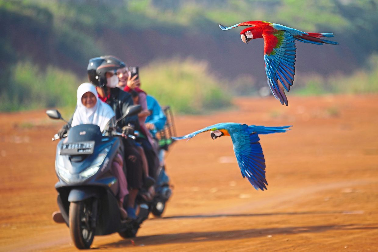Macaws fly past a family on a scooter during a training session in a field in Depok, on the outskirts of Jakarta, Indonesia, Saturday, Aug. 16, 2025. (AP Photo/Tatan Syuflana)