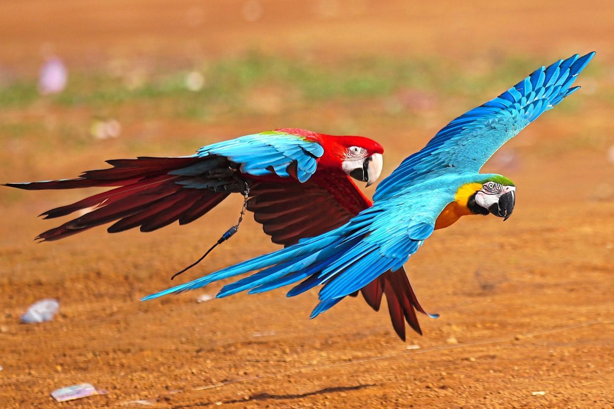 Macaws fly during a training session in Depok, on the outskirts of Jakarta, Indonesia, Saturday, Aug. 16, 2025. (AP Photo/Tatan Syuflana)