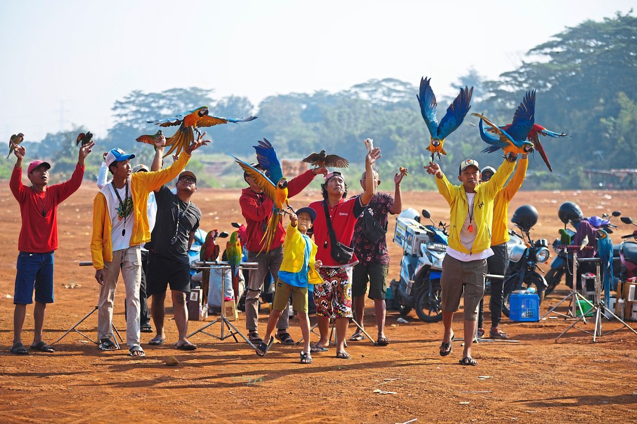 Bird trainer Albi Albar Ramli, right, with other macaw enthusiasts train their birds in a field in Depok, on the outskirts of Jakarta, Indonesia, Saturday, Aug. 16, 2025. (AP Photo/Tatan Syuflana)