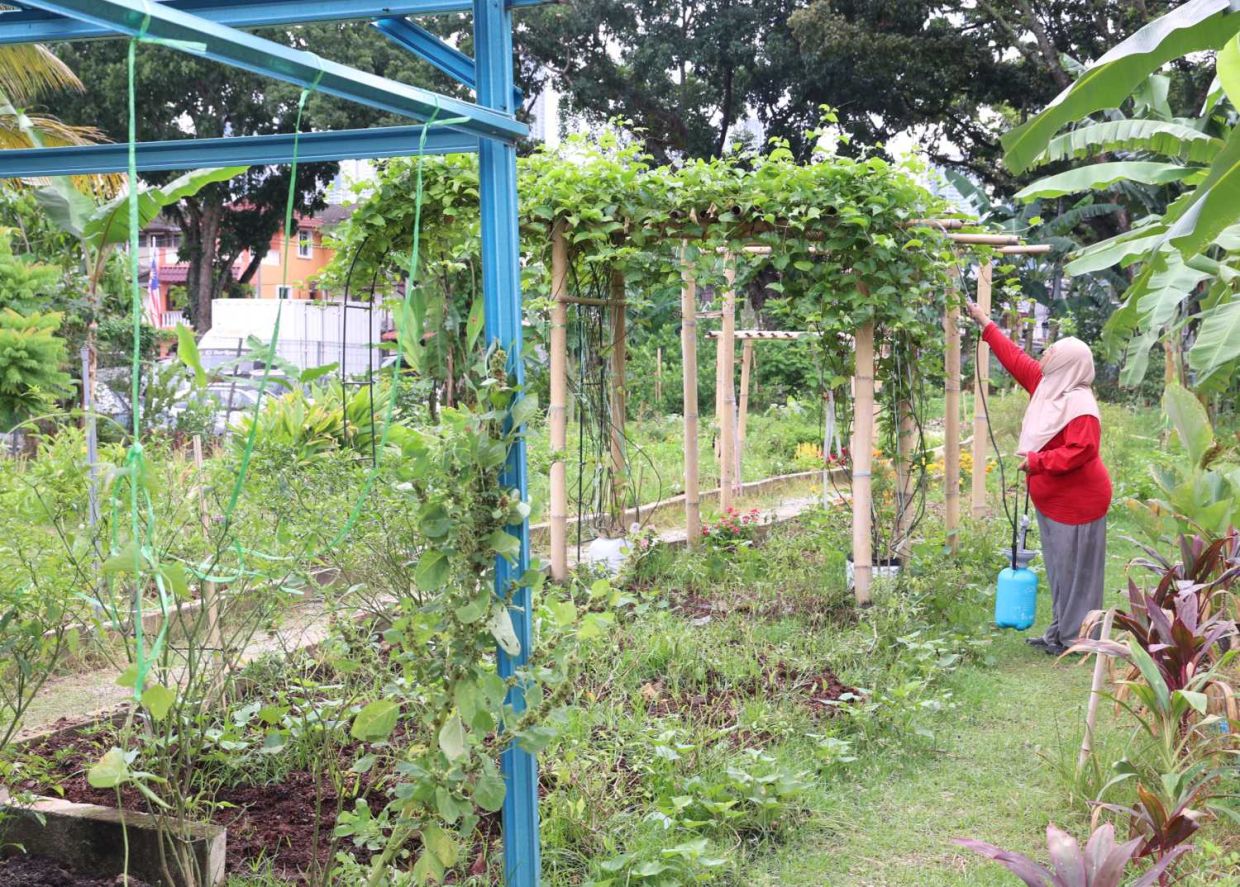To interview Yap Jing Zong, youth sustainability advocate who founded 4Leaf Nursery to turn food waste into wealth through sustainable composting and urban farming. (September 2 2025) — ART CHEN/The Star