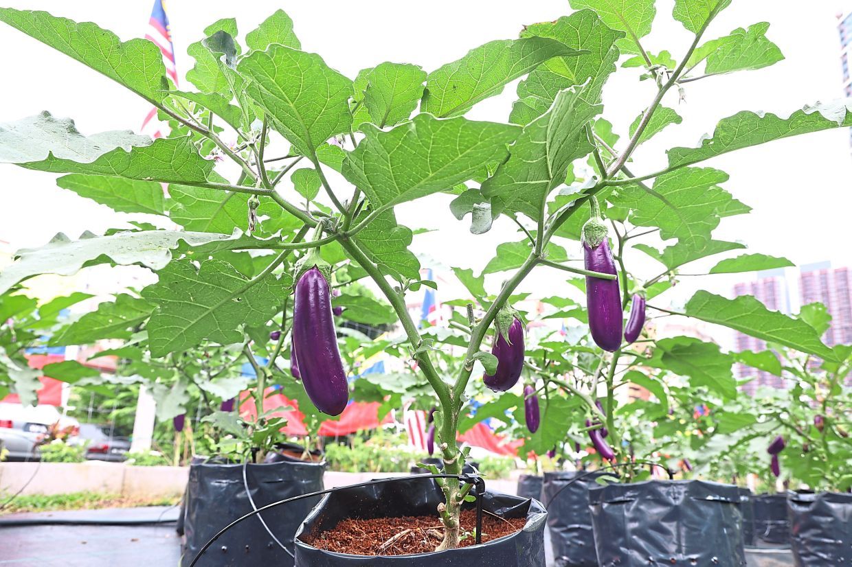 To interview Yap Jing Zong, youth sustainability advocate who founded 4Leaf Nursery to turn food waste into wealth through sustainable composting and urban farming. (September 2 2025) — ART CHEN/The Star