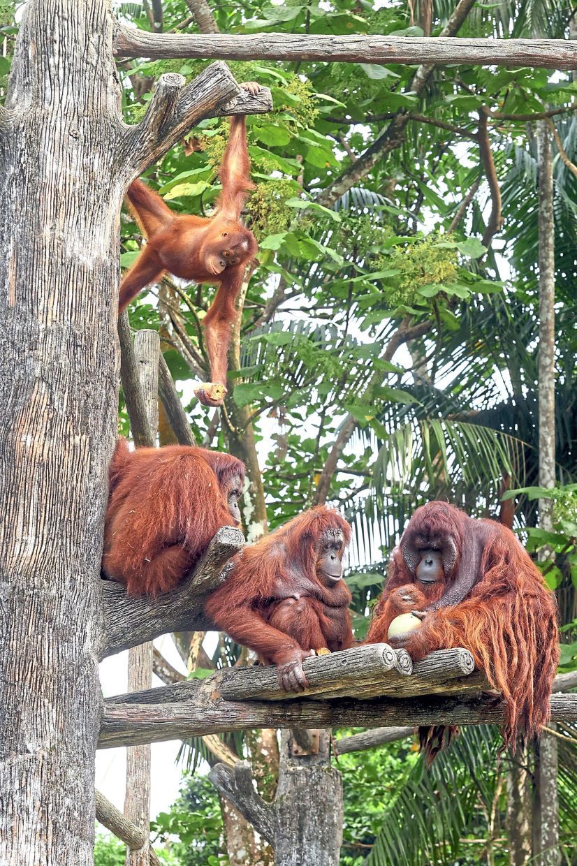 The Orang Utan mingling at Taiping Zoo...--(3rd November 2025)--RONNIE CHIN/The Star