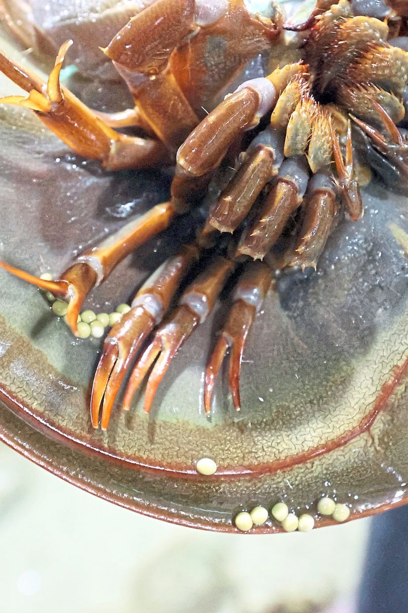 Eggs produced by a female horseshoe crab. — THOMAS YONG/The Star