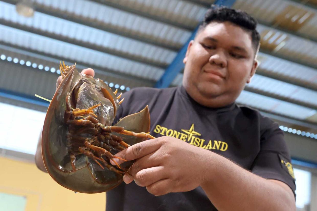 Sedili Kechil horseshoe crab breeder Mohamad Khadi Redzuan Ahmad showing the two pincers that differentiate the female horseshoe crab from the male. — THOMAS YONG/The Star