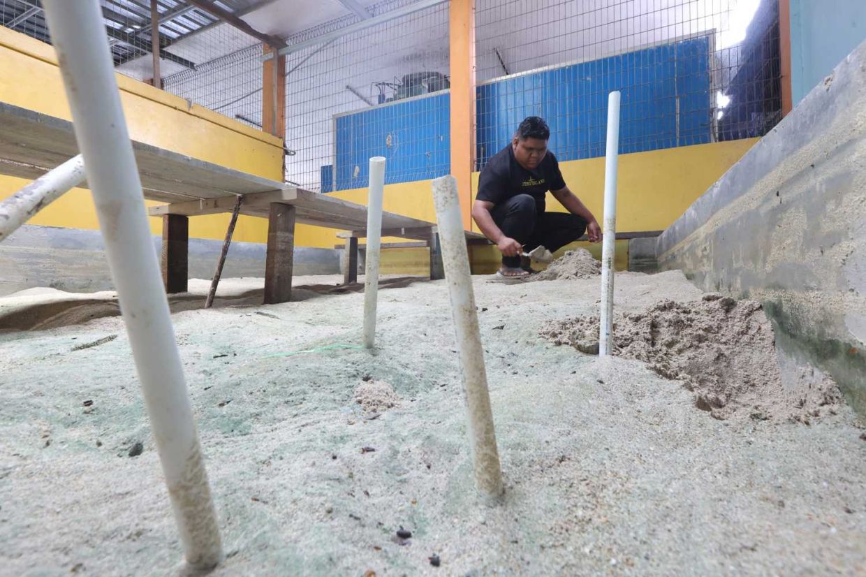 Sedili Kechil horseshoe crab breeder Mohamad Khadi Redzuan Ahmad digging the sand to place a stick marking the spot where the eggs have hatched. — THOMAS YONG/The Star