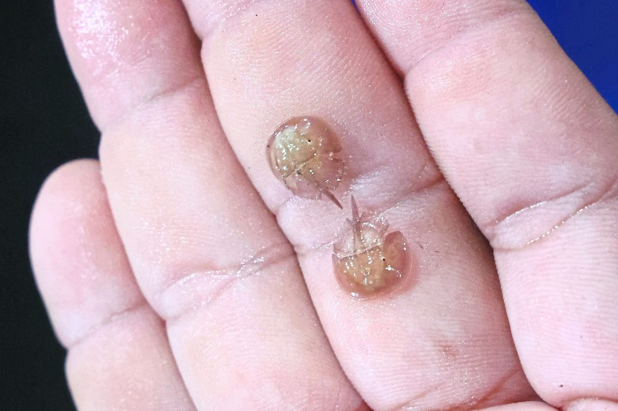 The size of juvenile horseshoe crabs are smaller than a 5 cents coin, as seen on the palm of a hand. — THOMAS YONG/The Star