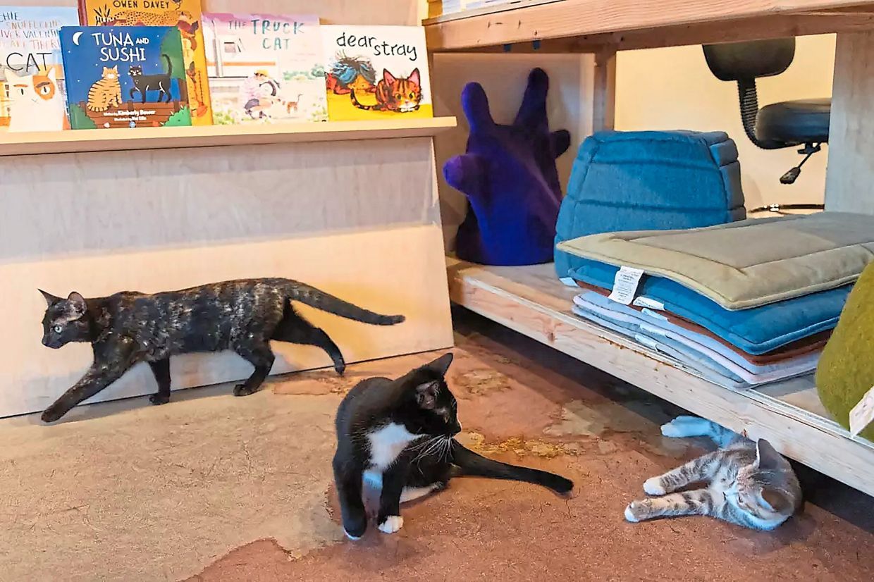 Foster kittens Bisque, Poolboy and Chauffeur play together during a silent reading night. (Juliana Yamada/Los Angeles Times/TNS)