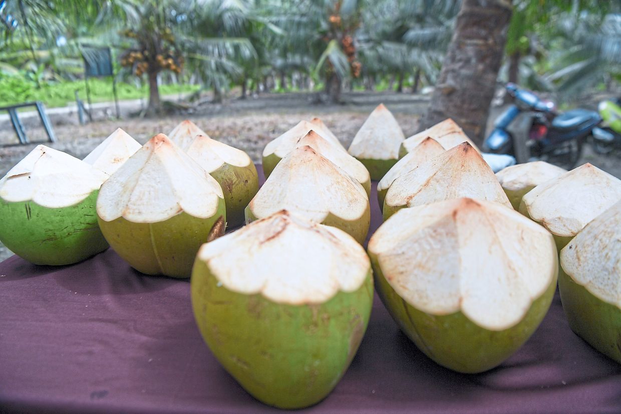 BAGAN DATUK, 25 Nov -- Kelapa MATAG yang siap sedia untuk diminum selepas dipetik.Kelapa dan Bagan Datuk berpisah tiada sehingga dikatakan tidak lengkap kunjungan ke daerah ini jika tidak menikmati air kelapa muda hasil buminya, yang menurut penggemar mempunyai rasa lebih manis berbanding kelapa muda di tempat lain.--fotoBERNAMA (2025) HAK CIPTA TERPELIHARA
