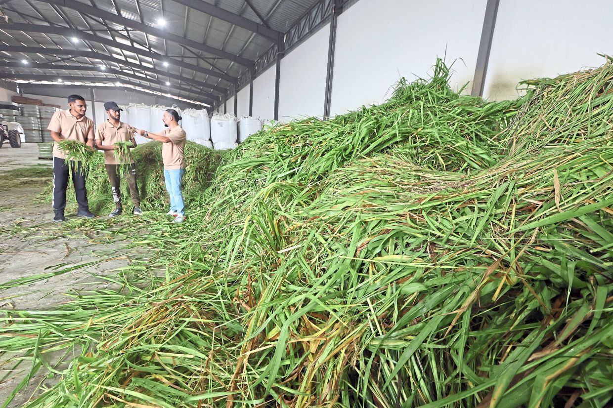 A top quality grass is used as part of the diet for the imported cows at Jemaluang Diary Valley in Mersing, Johor. — THOMAS YONG/The Star