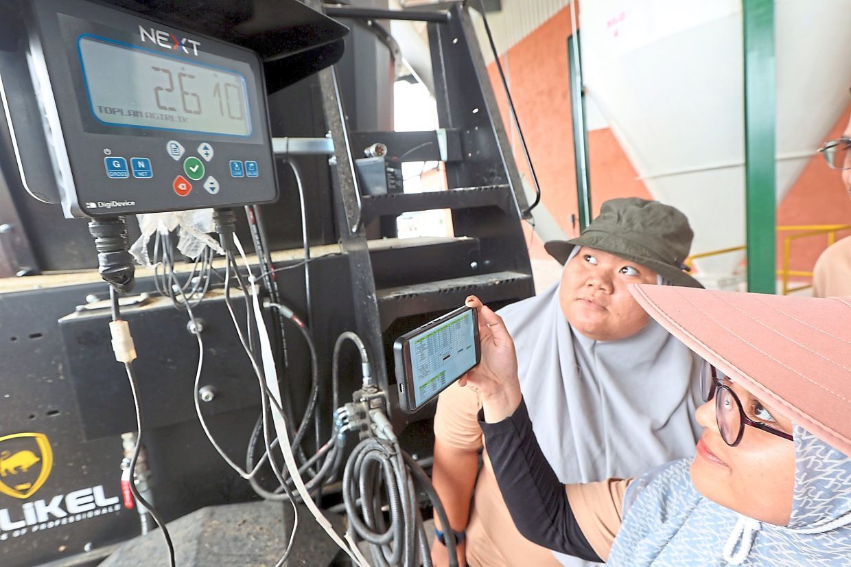 Jemaluang Diary Valley staff checking the weighing device for the feed to make sure the imported cows are given adequate nutrients in their diet at the valley in Mersing, Johor. — THOMAS YONG/The Star