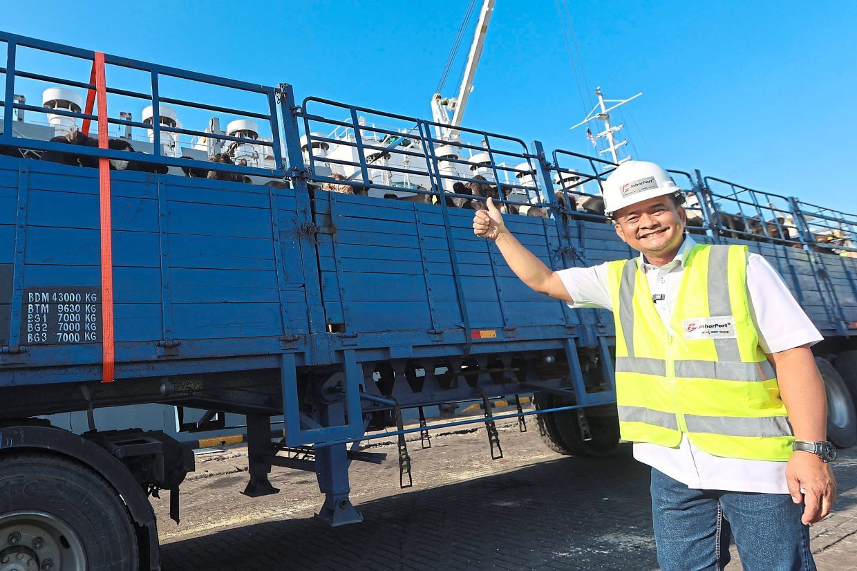 State agriculture, agro-based industry and rural development committee chairman Datuk Zahari Sarip with some of the cows arriving from Australia. — THOMAS YONG/The Star