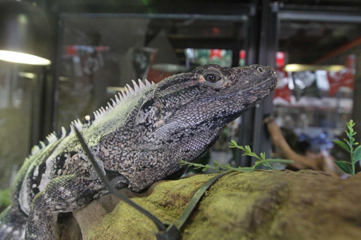 Pet-friendly cafe operators on Penang island, being allowed to house animals on their premises, are treading a fine line between drawing their fans and managing potential legal risks in Lebuh Campbell.( December 20, 2025 ) — LIM BENG TATT/The Star