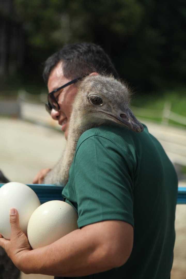 Ostrich farm owner Chea Ong Seng, 47, interacting with ostriches at his farm.